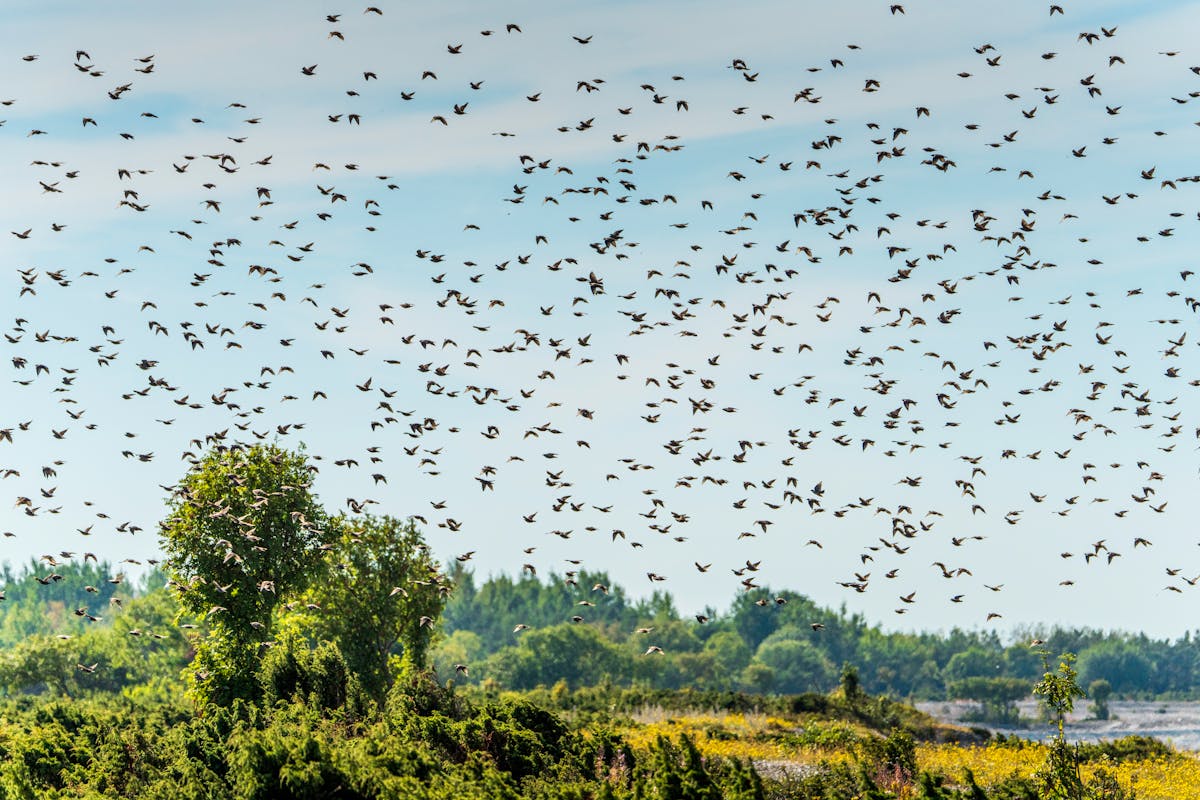 Nuée d'étourneaux dessinant une murmuration dans le ciel