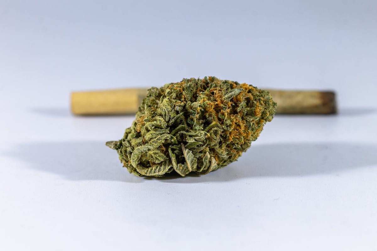Fleurs de chanvre CBD présentées sur un fond naturel